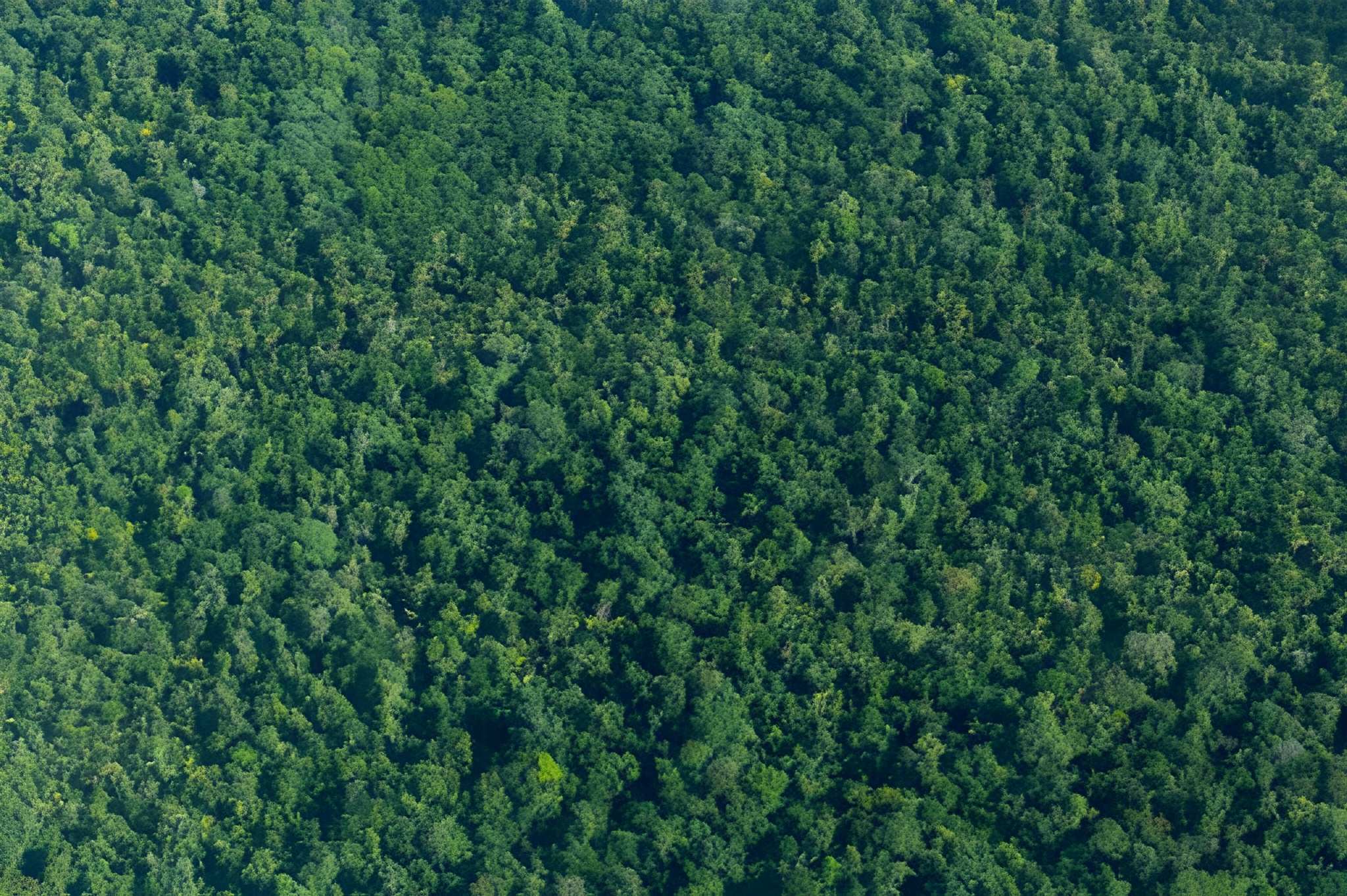 Tropical forest canopy