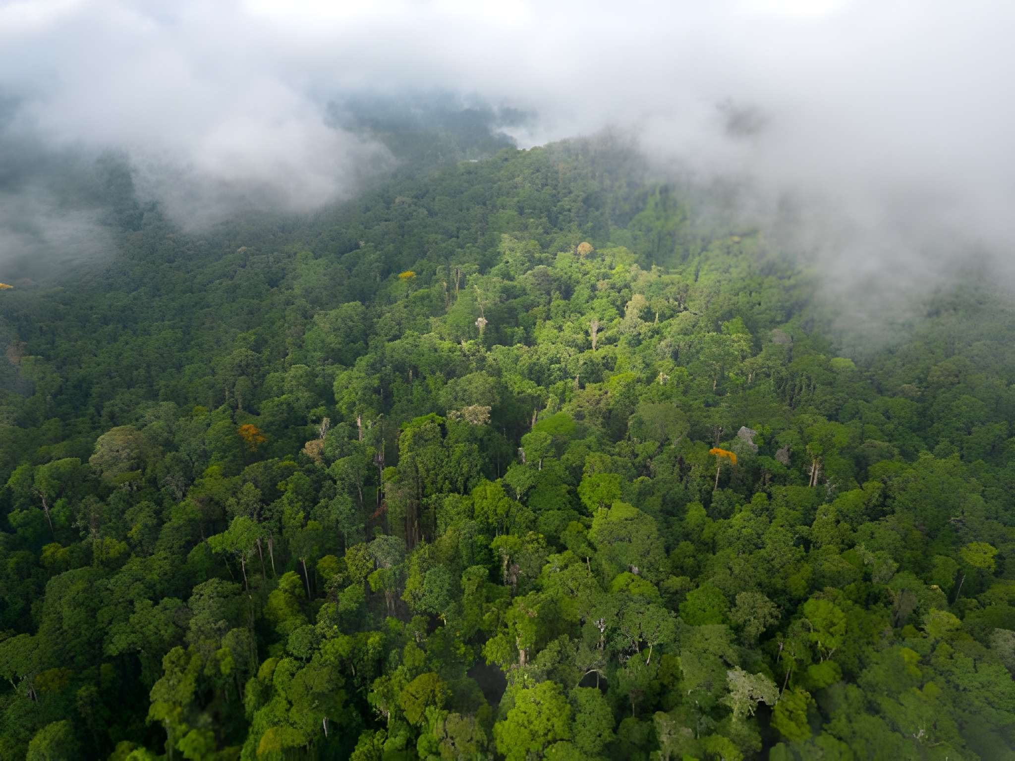 Forest restoration and conservation efforts