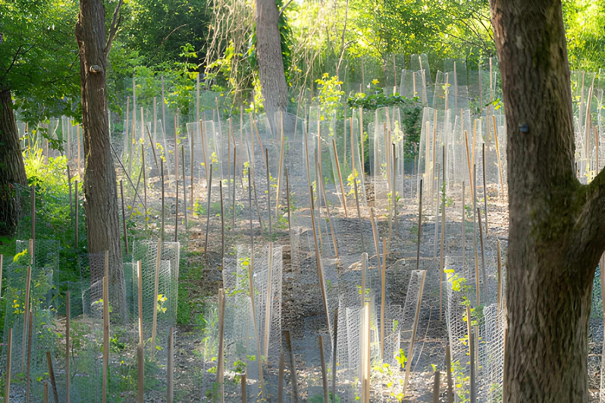 Forest restoration and tree planting