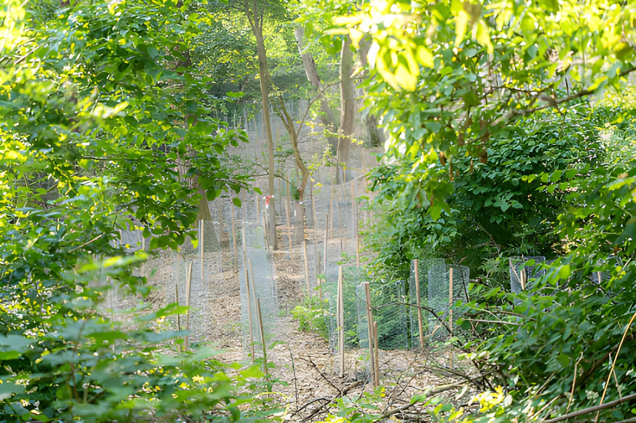 Reforestation project in a rural landscape