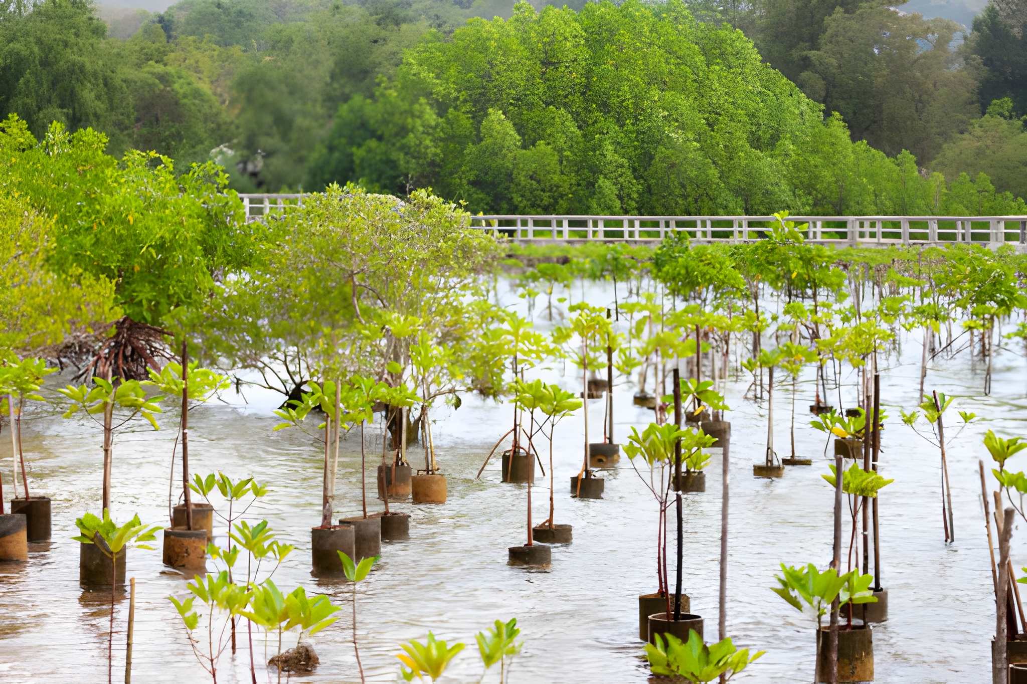Mangrove forest and coastal ecosystem