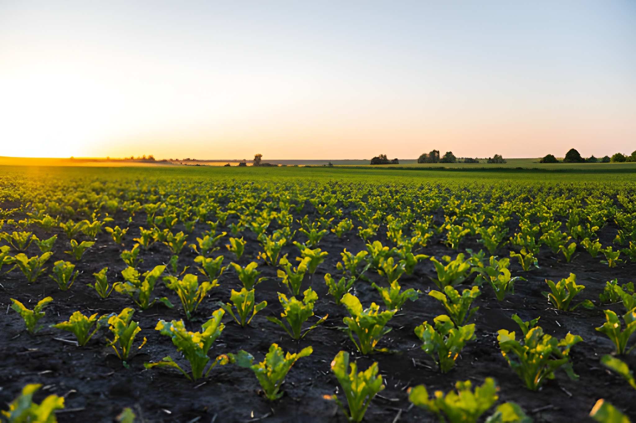 Regenerative agriculture practices and soil health