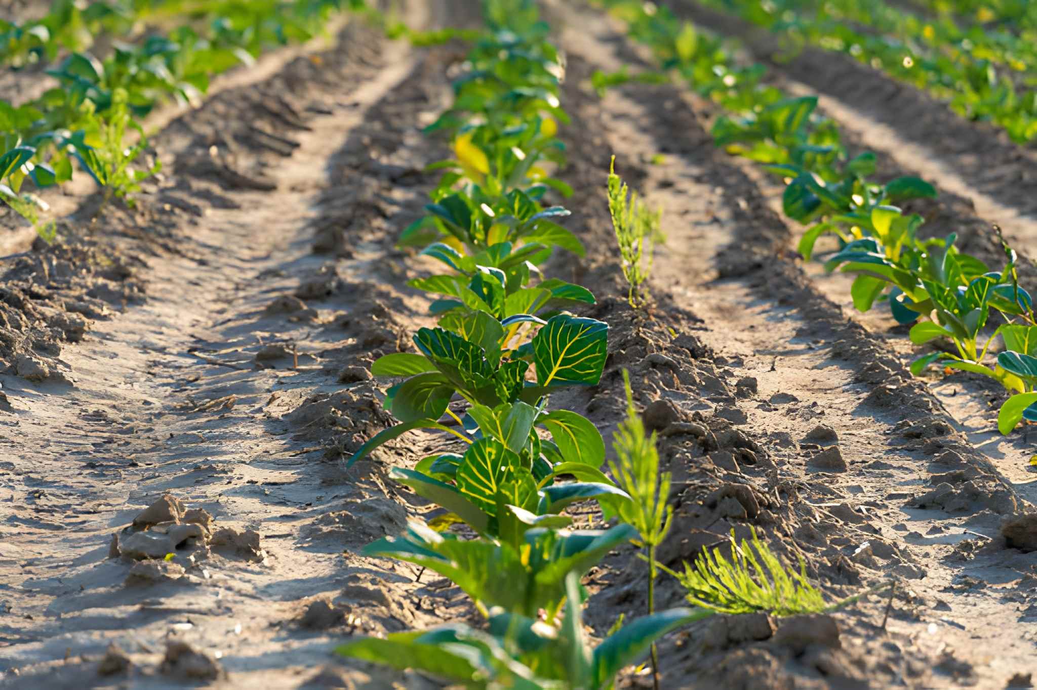 Agricultural landscape and farmland